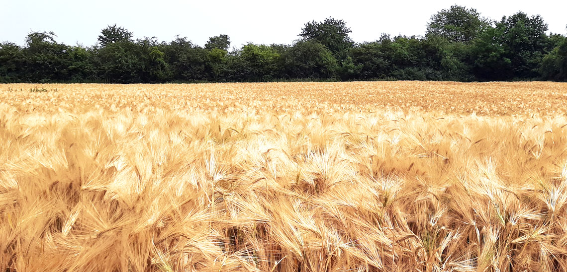 Seniorenbetreuung Rosbach - Gemeinsamer Spaziergang in den Rosbacher Feldern